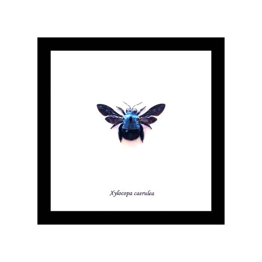 Framed Xylocopa Caerulea Bee