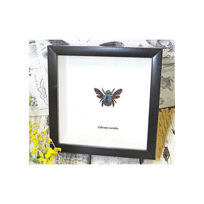 Framed Xylocopa Caerulea Bee