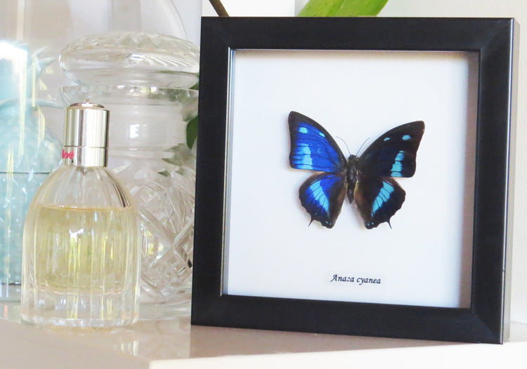 Framed Anaea Cyanea