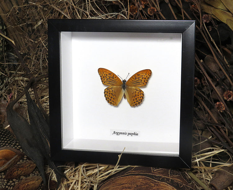 Framed Argynnis Paphia