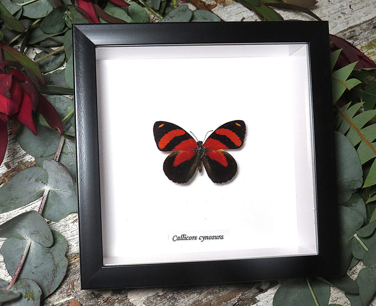 Framed Callicore Cynosura Viso