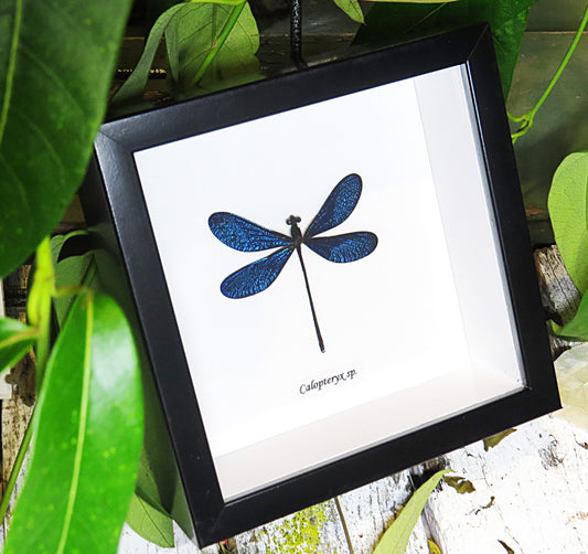 Framed Blue Dragonfly