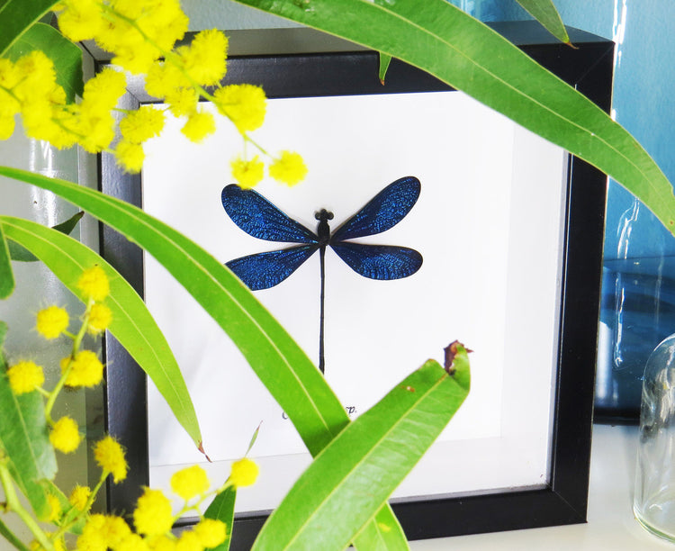 Framed Blue Dragonfly