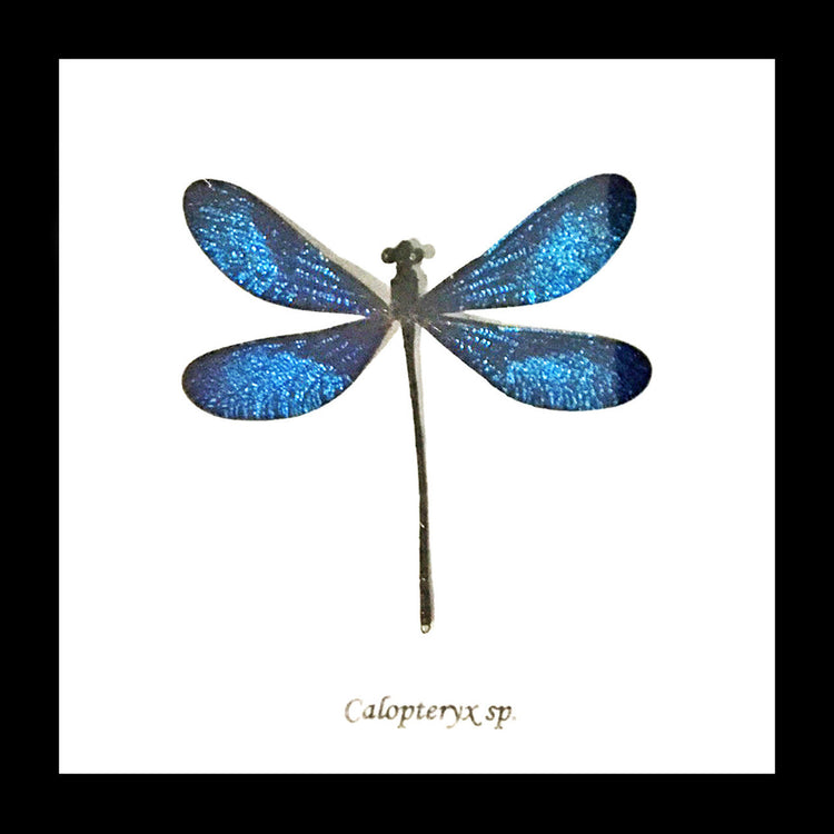 Framed Blue Dragonfly