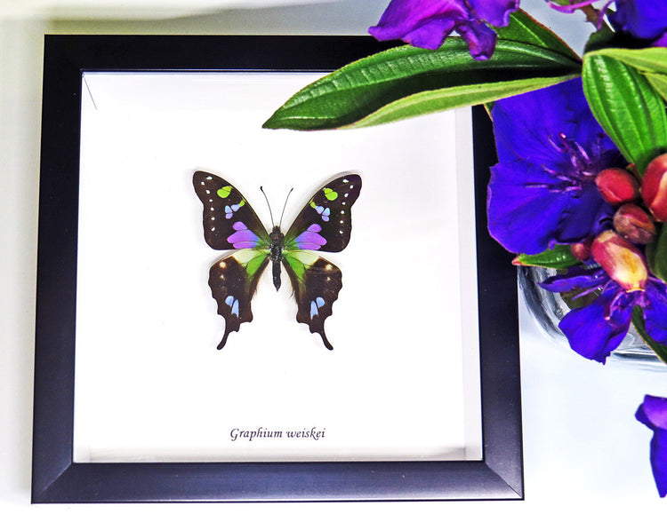 Framed Graphium Weiskei