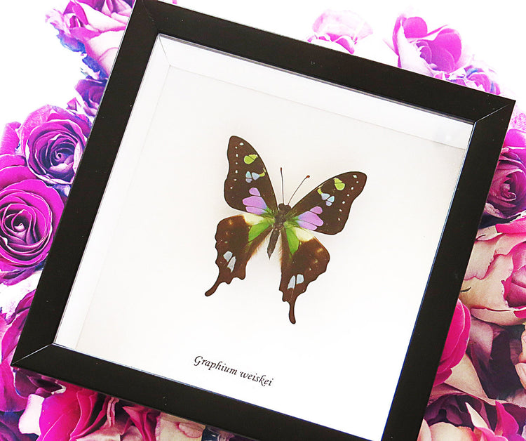 Framed Graphium Weiskei