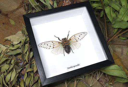 Framed Ayuthia Spectabile