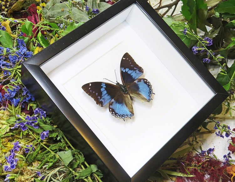 Framed Charaxes Smaragdalis