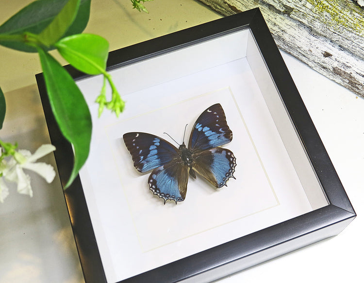 Framed Charaxes Smaragdalis