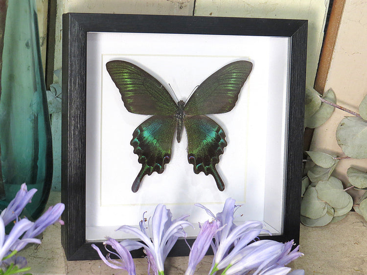 Framed Papilio Maackii (Summer)