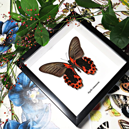 Framed Papilio Rumanzovia