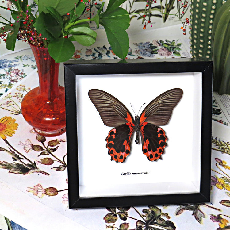 Framed Papilio Rumanzovia