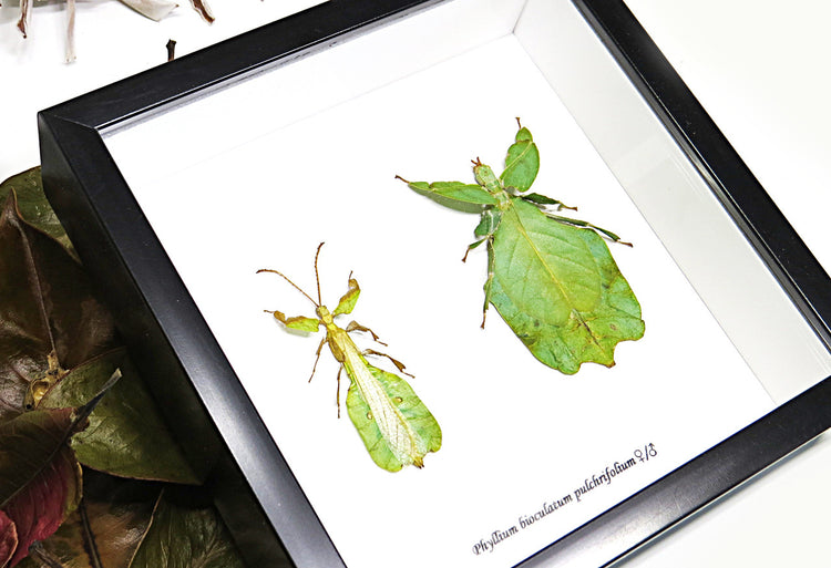 Framed Phyllium Bioculatum Pulchrifolium