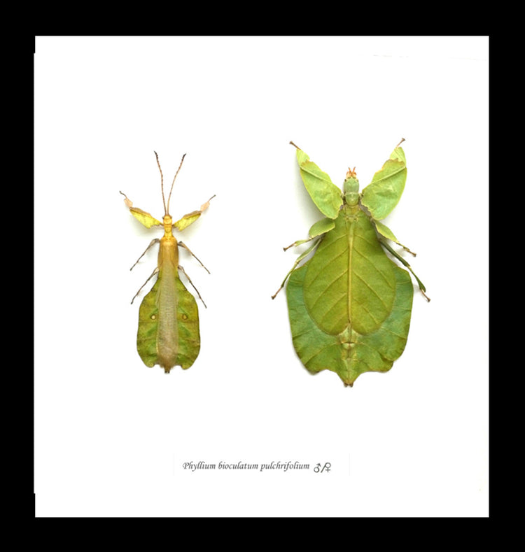 Framed Phyllium Bioculatum Pulchrifolium