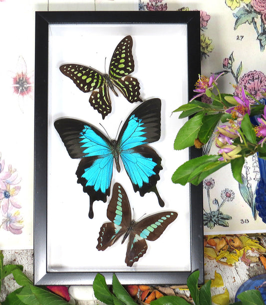 Framed Australian butterflies