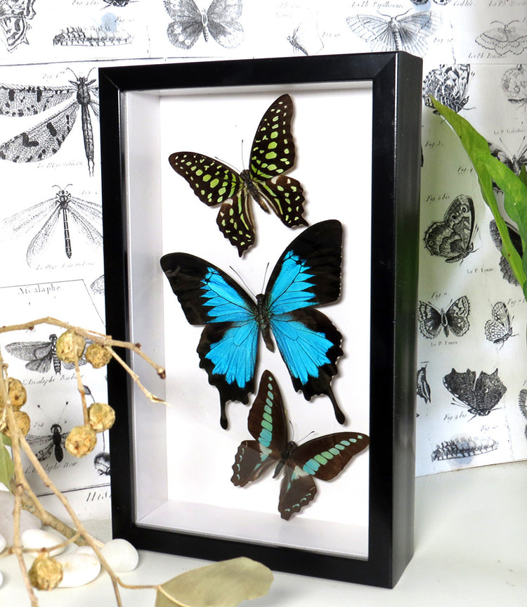 Framed Australian butterflies