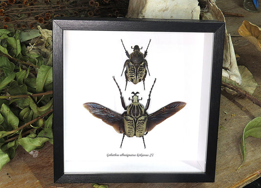 Framed Goliath Albosignatus Kirkianus male + female