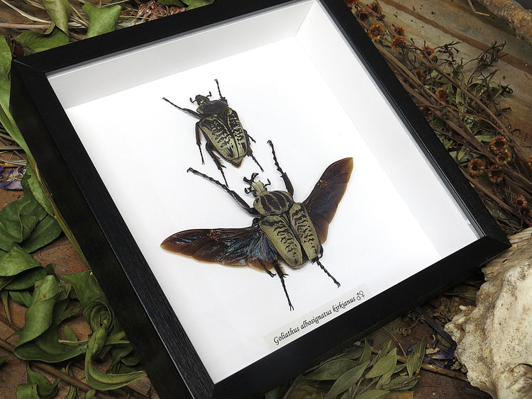 Framed Goliath Albosignatus Kirkianus male + female