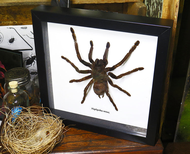 Framed XL Haplopelma Minax