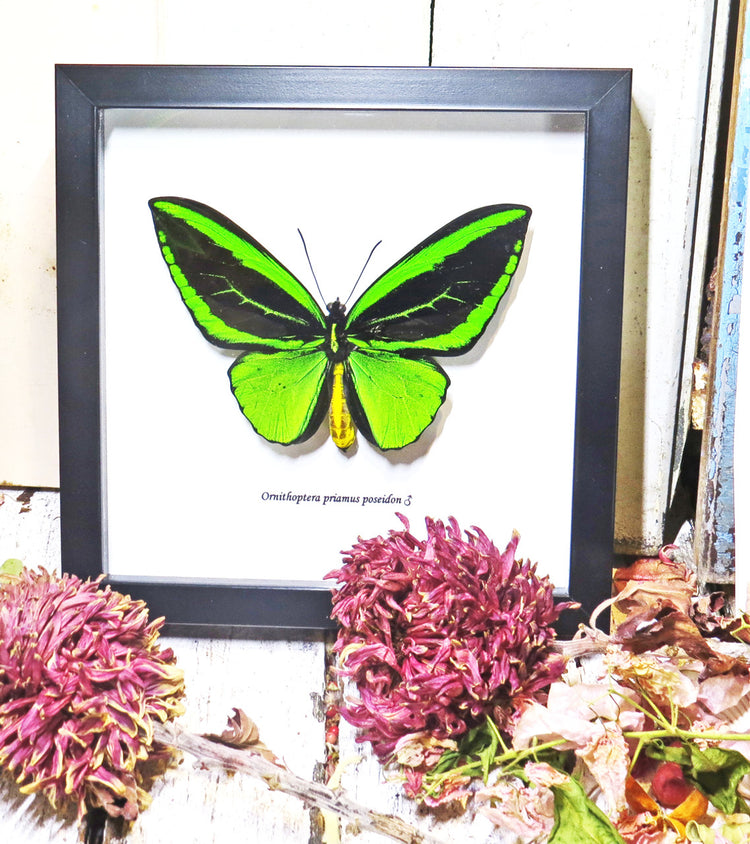 Framed Ornithoptera Priamus Poseidon