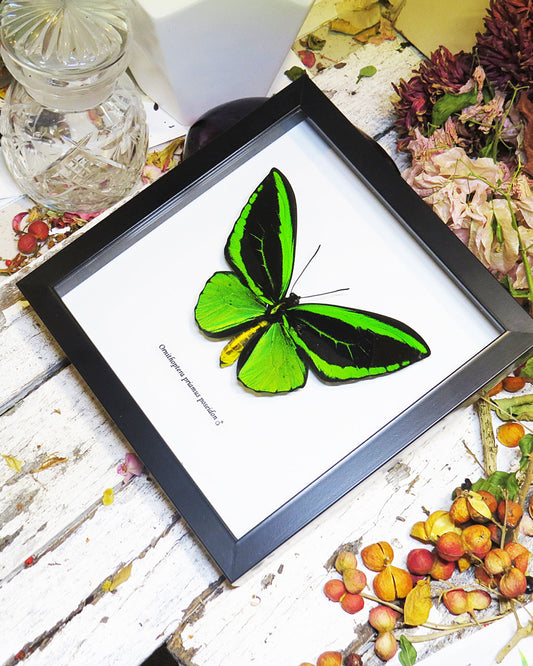 Framed Ornithoptera Priamus Poseidon