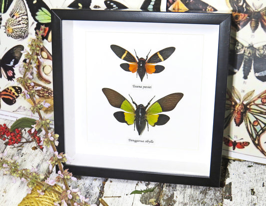 Framed Cicada duo