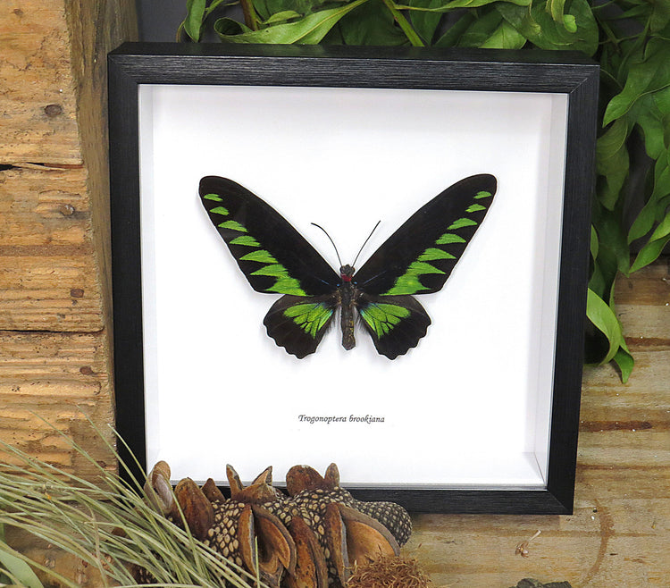 Framed Trogonoptera Brookiana