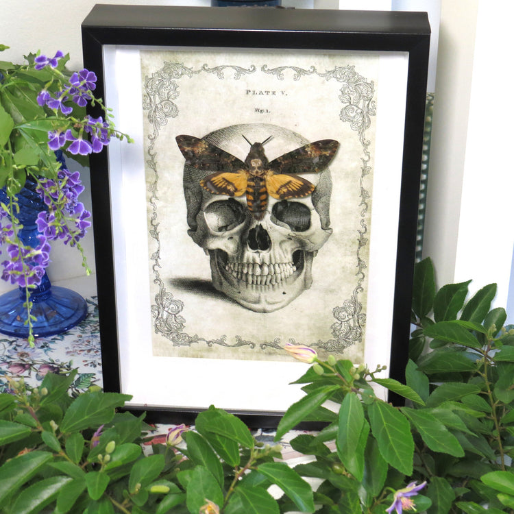 Framed Death's Head Moth (Acherontia atropos) Skull background