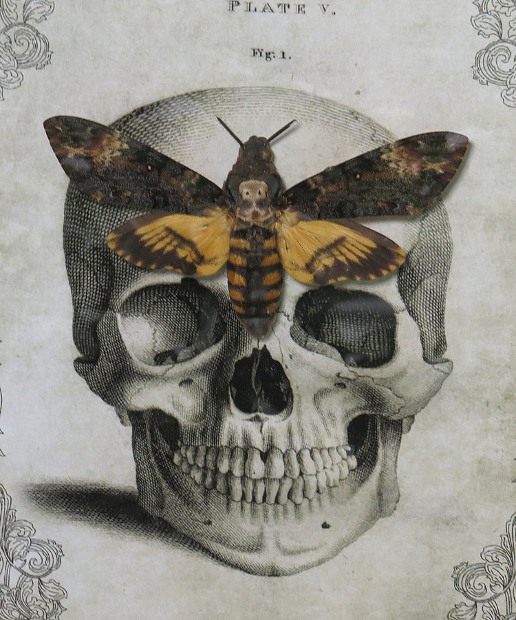 Framed Death's Head Moth (Acherontia atropos) Skull background