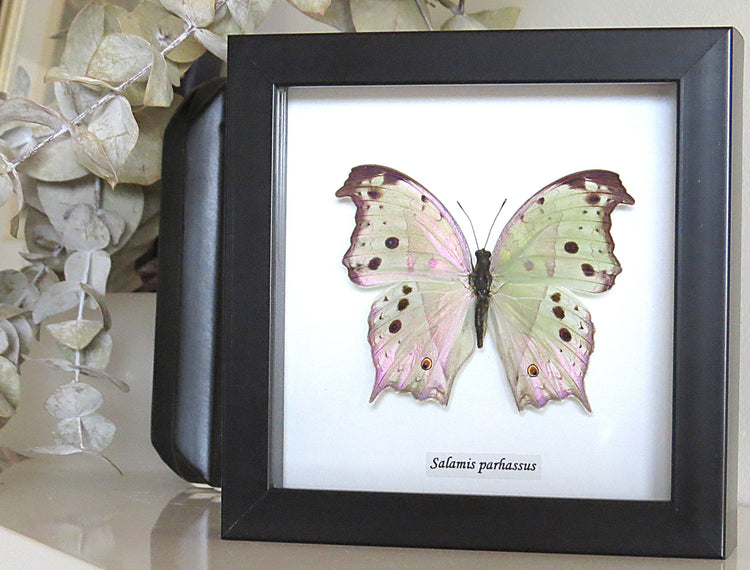 Framed Salamis Parhassus Butterfly