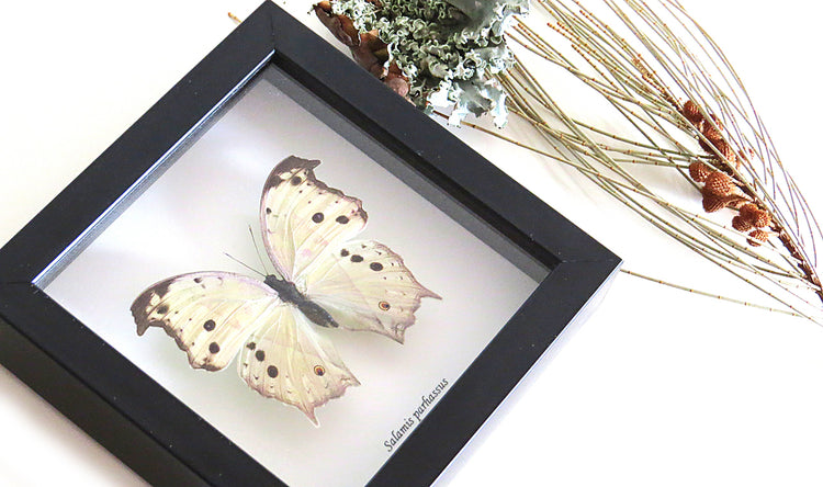 Framed Salamis Parhassus Butterfly