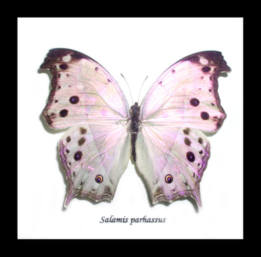 Framed Salamis Parhassus Butterfly