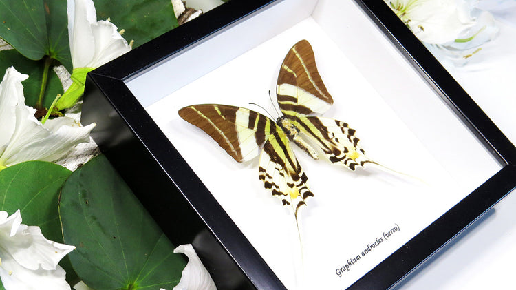 Framed Graphium Androcles