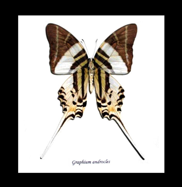 Framed Graphium Androcles