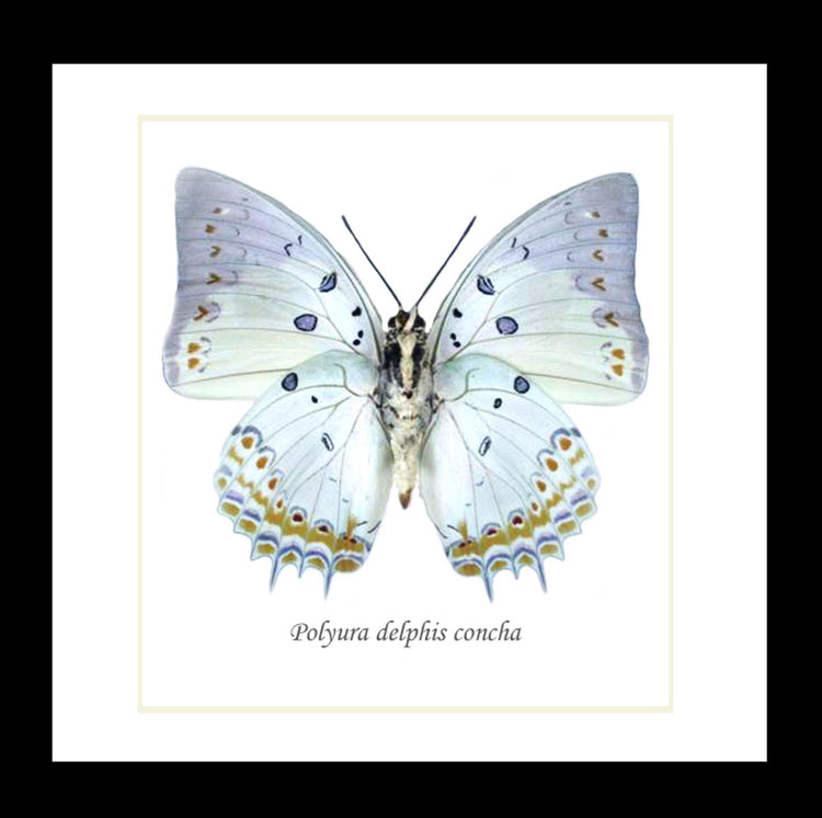 Framed Polyura Delphis Concha Butterfly