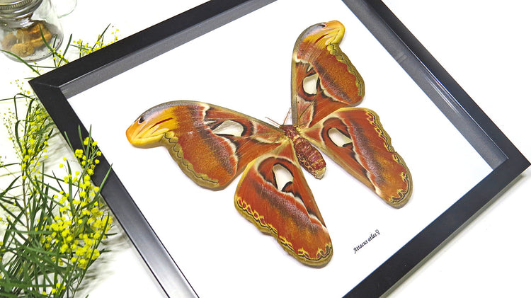 Framed Attacus Atlas Female Moth