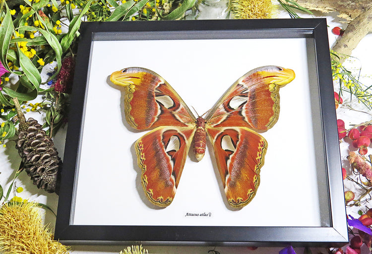 Framed Attacus Atlas Female Moth