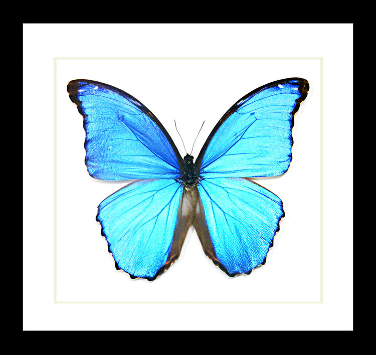 Framed Morpho Amathonte