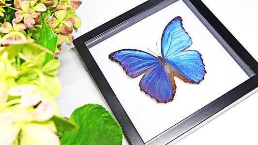 Framed Morpho Amathonte