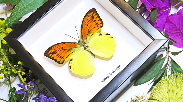 Framed Hebomoia Leucippe Butterfly