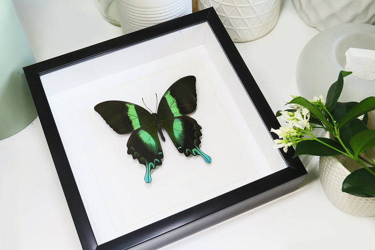 Framed Papilio Blumei Butterfly