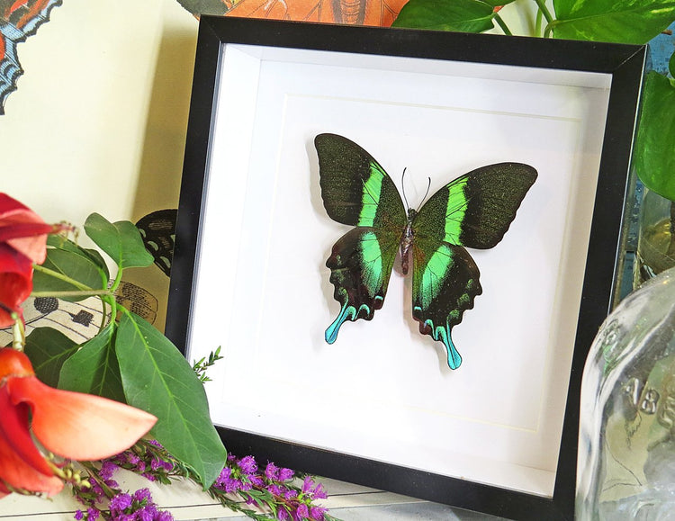 Framed Papilio Blumei Butterfly