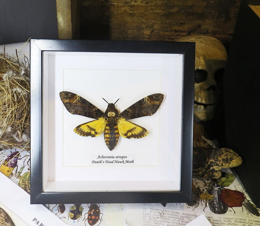 Framed Death's Head Moth