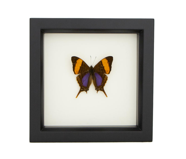 Framed Marpesia Corinna