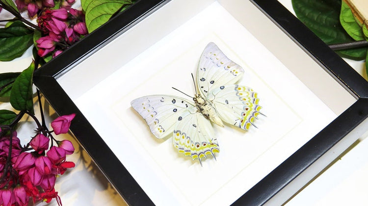 Framed Polyura Delphis Concha Butterfly