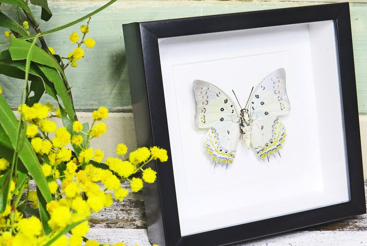 Framed Polyura Delphis Concha Butterfly